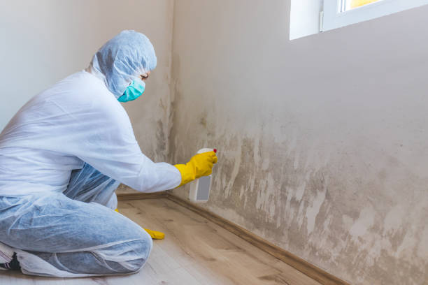 Licensed Mold Remediation service in Trumansburg, NY - 24 Hour Mold Removal