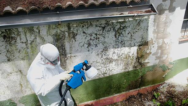 Top rated local Mold Remediation specialists in Trumansburg, NY